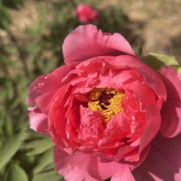 評論圖片 5