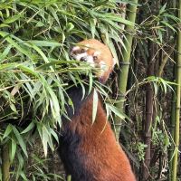 評論圖片 1