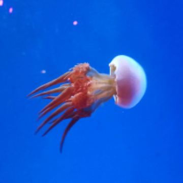 評論圖片 6