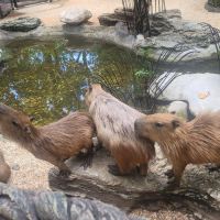 評論圖片 9