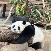 評論圖片 5