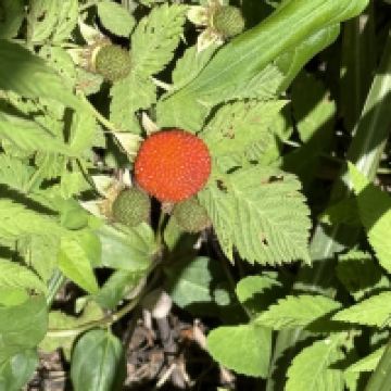 評論圖片 2