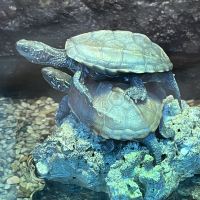 評論圖片 9