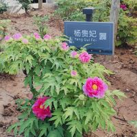 評論圖片 6