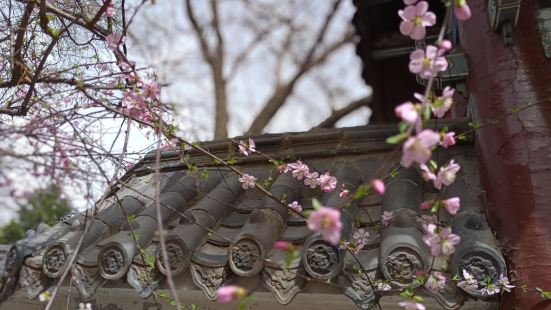 瀋陽城的大花園，環境優美，一花一草🌸值得遊人留戀忘返，是人