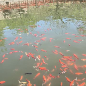 評論圖片 8