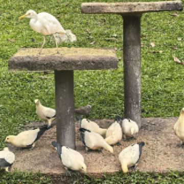 評論圖片 1