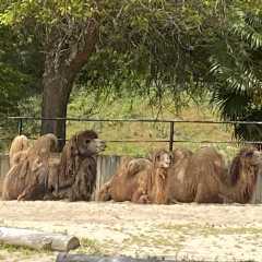 Zoo Aquarium de Madrid