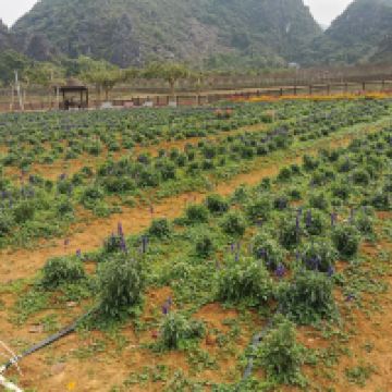 評論圖片 9