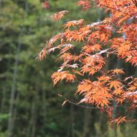 評論圖片 5