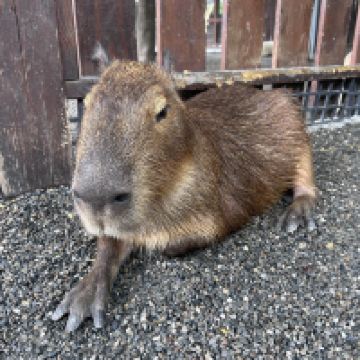 評論圖片 3