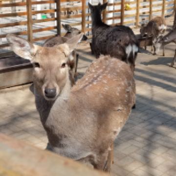 評論圖片 6