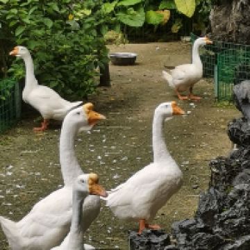 評論圖片 2