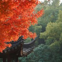 評論圖片 1