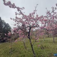 評論圖片 2