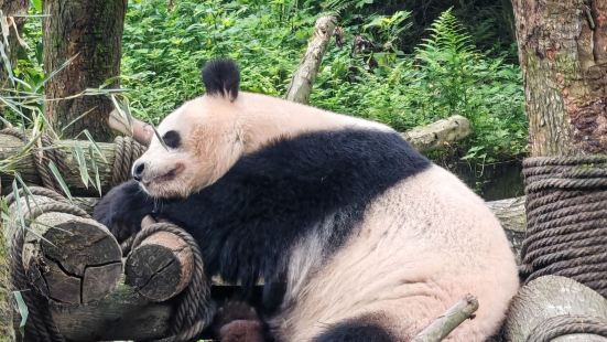 要上午去才好，我们中午去的熊猫们都睡觉了，听说上午刚开园熊猫