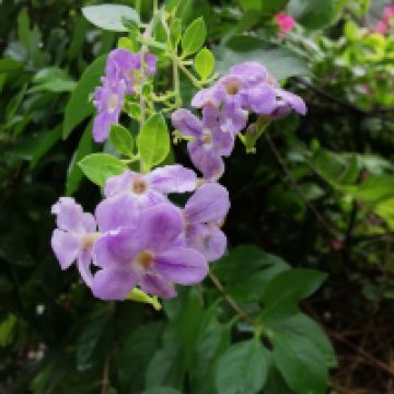 評論圖片 1