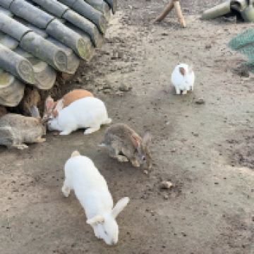 評論圖片 6