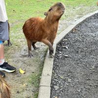 評論圖片 1