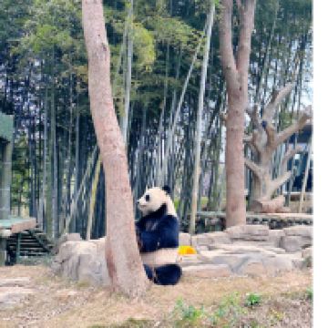 評論圖片 3