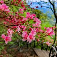 評論圖片 1