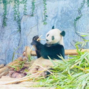 評論圖片 8