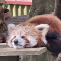 評論圖片 1