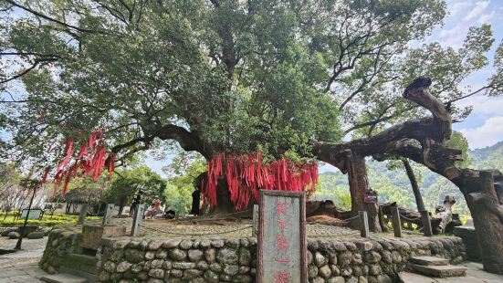 一进严田古村，村口一棵1600年的香樟树非常震撼，香樟树前的