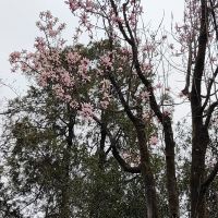 評論圖片 8