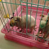評論圖片 7