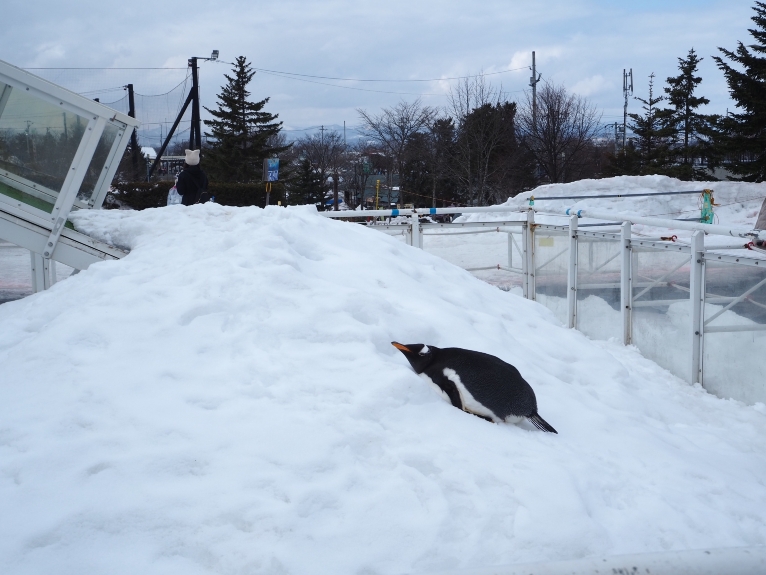 Asahiyama Zoo Tickets [2026] - Promos, Prices, Reviews & Opening