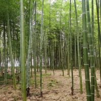 評論圖片 7