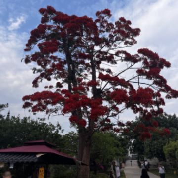 評論圖片 1