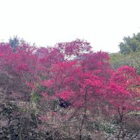 評論圖片 1