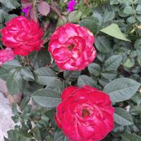 評論圖片 7