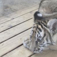 評論圖片 1