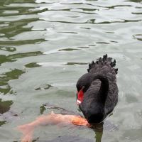 評論圖片 3