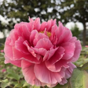 評論圖片 1