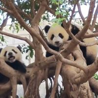 評論圖片 1