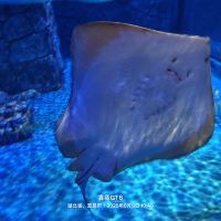 評論圖片 5