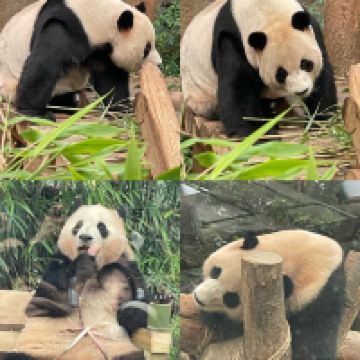 評論圖片 1