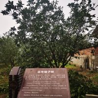 評論圖片 4