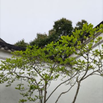 評論圖片 1