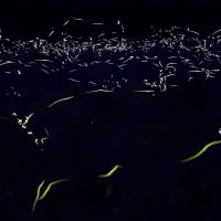 評論圖片 4