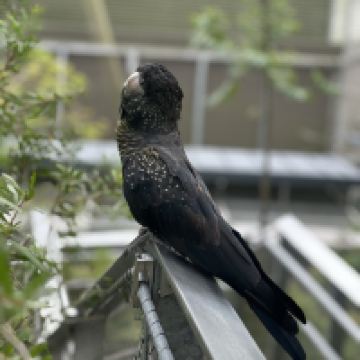 評論圖片 1