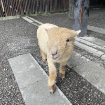評論圖片 4