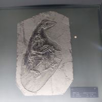 評論圖片 1