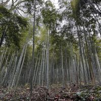 評論圖片 2
