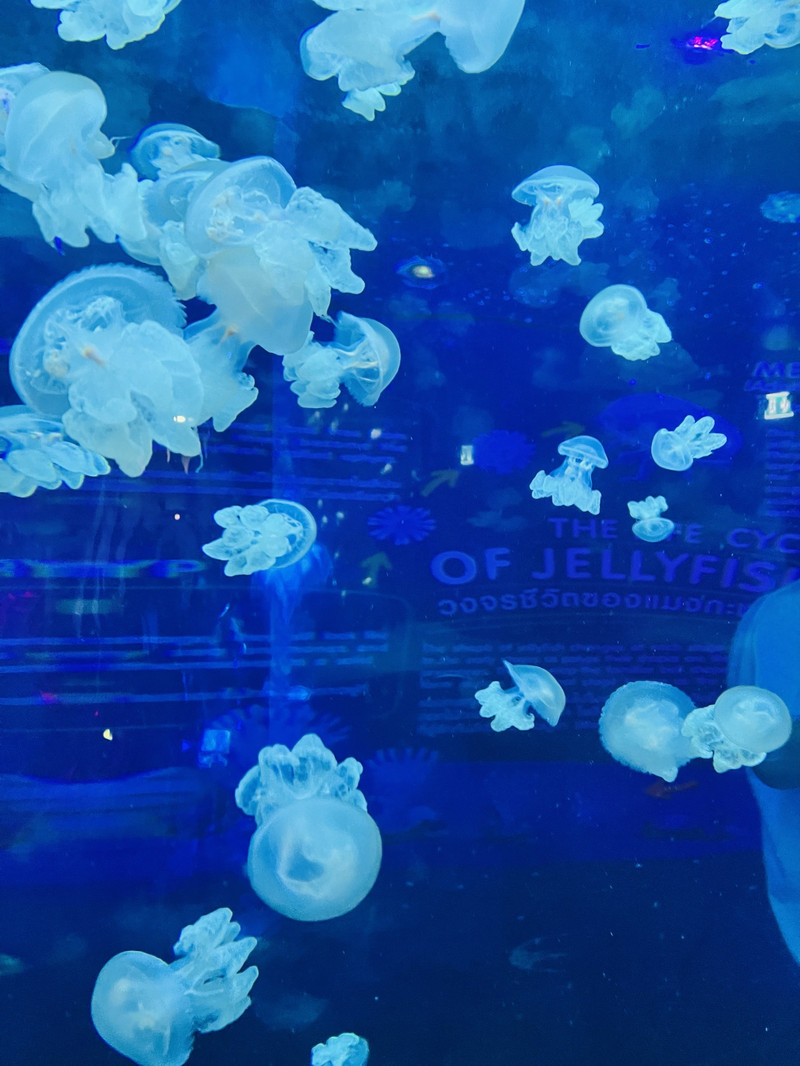 暹羅海洋世界用戶評價