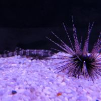 評論圖片 7